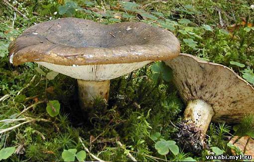 засол грибов