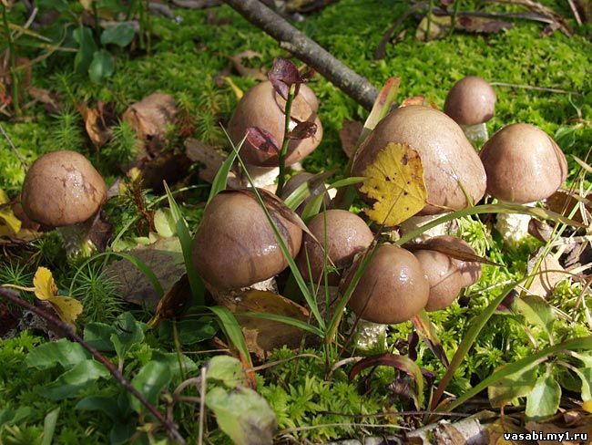 Календарь грибника: когда какие грибы собирать